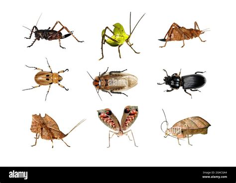 Insects From Rainforest Cut Out Stock Images And Pictures Alamy