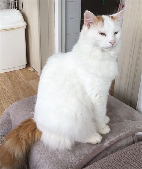 Our Turk Turkish Van Cats Cats And Kittens Cats