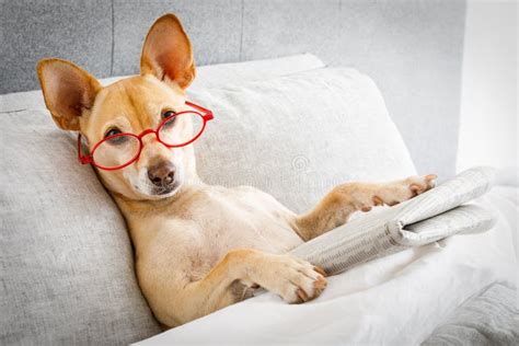 Dog In Bed Reading Newspaper Stock Photo Image Of Animal Early
