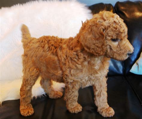 Even though both sides carry phantoms, sorry to share, no phantoms were born i don't build a parent standard poodle puppies for sale list until parents get closer to mating which i email / call down payment customers on the list. Past Puppies - Evergreen Canine