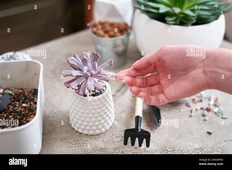 Potted Echeveria Succulent Plant In White Ceramic Pot Stock Photo Alamy