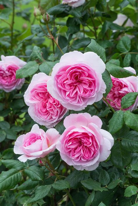 New 2017 Rose Introductions From David Austin Roses Finegardening