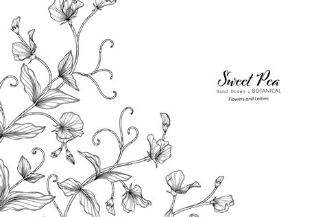Sweet Peas Flower And Leaf Hand Drawn Botanical Illustration With Line