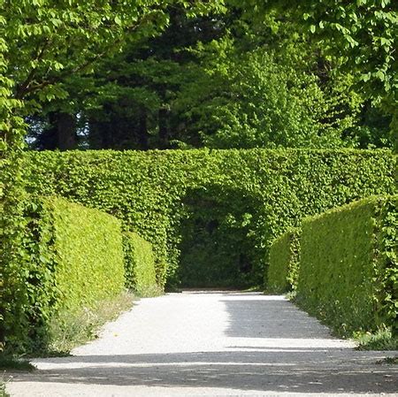 HOME DZINE Garden Ideas | A natural, green hedge offers a privacy solution