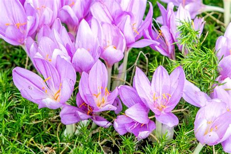 Autumn Crocus Plant Care And Growing Guide