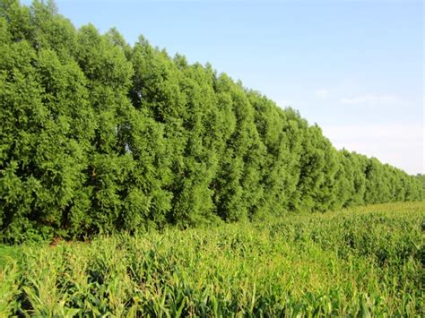 Austree Hybrid Willow — Windbreak Trees