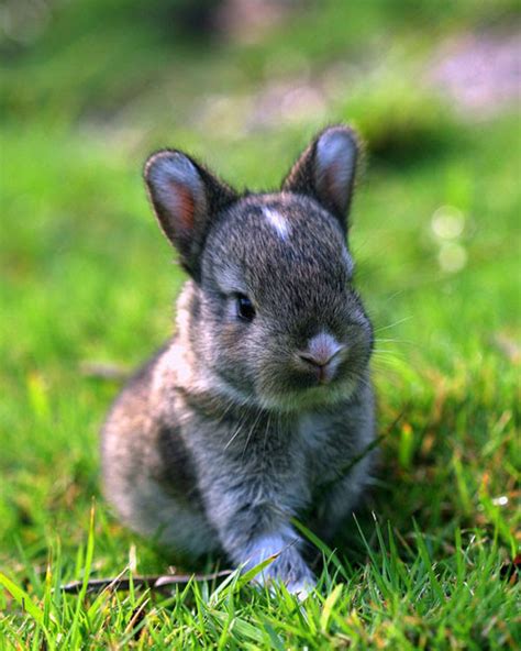 A Horse Of Course And Rabbits Too Pictures Of Cute Baby Bunnies