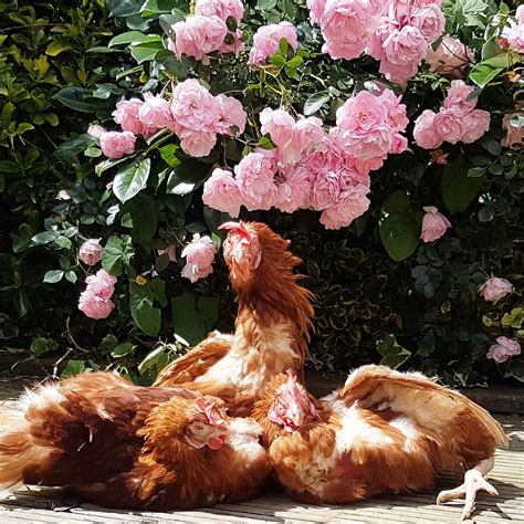 Birds, fish and other pets - PDSA