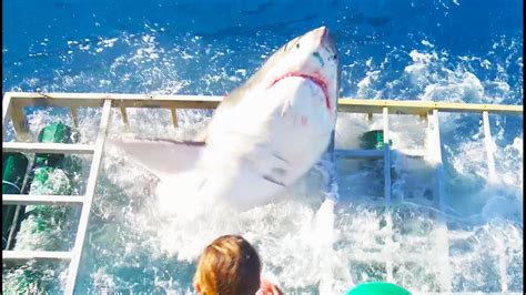 chilling video shows great white shark break into cage with diver