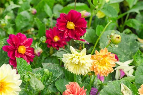 Dahlia Flower Stock Image Image Of Beautiful Field 81826759