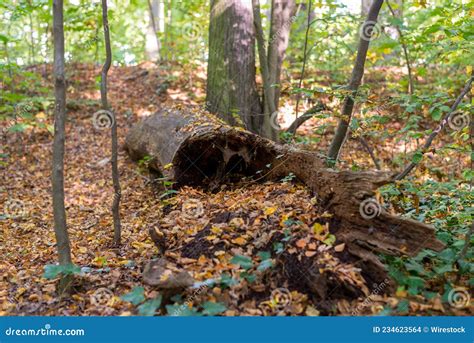 Dead Rotten Tree Trunk In The Middle Of A Forest Covered With Small