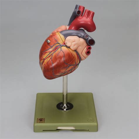 Somso 4 Part Human Heart Model Carolina Biological Supply
