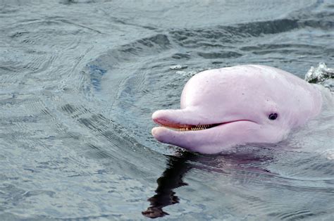 5 Facts About The Amazon Pink River Dolphin