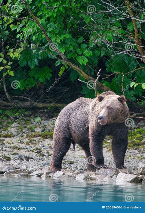 Vertical Closeup Of The Alaskan Brown Bear Ursus Horribilis In Lake