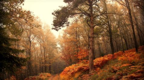 4552073 Mist Landscape Leaves Hills Fall Path Morning