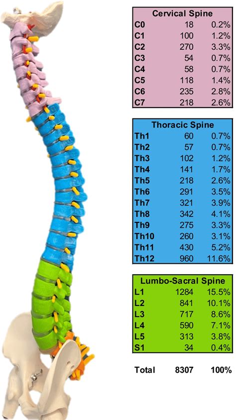 Lateral View Of The Spinal Column With Anatomic Levels And The Detailed