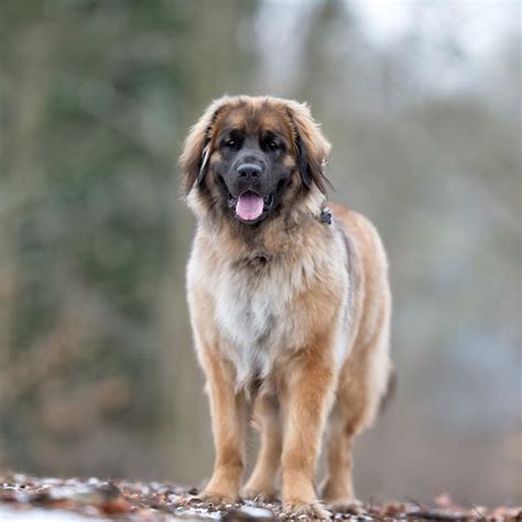 Leonberger Dog Breed Information Artofit