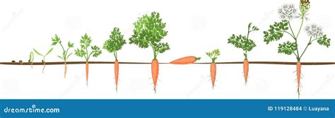 Carrot Growth Stages Vector Illustration 118469700