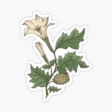 Datura Stramonium Flower And Leaves Sticker For Sale By Hakim2005