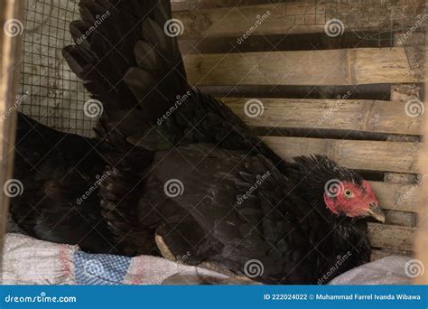 A Hen Was In Her Coop Waiting For The Eggs To Hatch Royalty Free Stock
