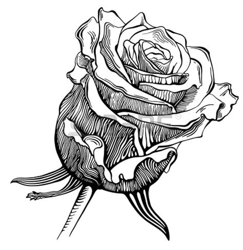 Black And White Drawing Of Rose Clipart Best