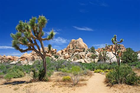 Impresionantes árboles Joshua En El Desierto De California Wallpaper