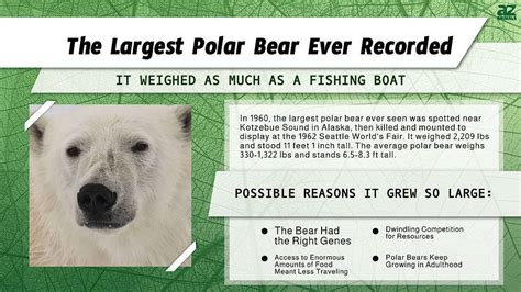 The Largest Polar Bear Weighed As Much A Fishing Boat 3 Reasons It