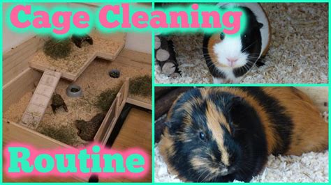 Guinea Pig Cage Cleaning Routine Youtube