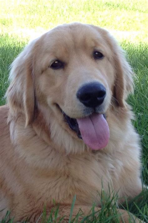 A forum for our new members, and their golden. 6 month old Golden ~ REALLY? LOOKS OLDER. VERY BEAUTIFUL ...