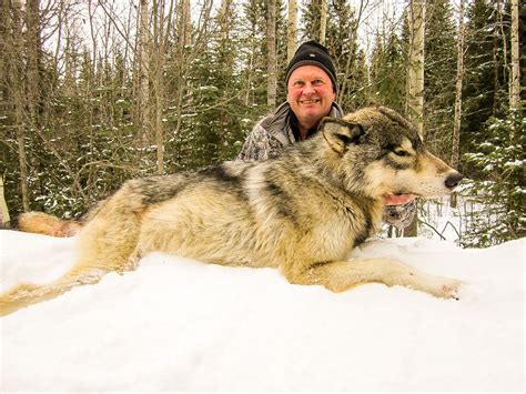 The test hunting season for wolves in michigan has come to an end. Wolf Hunts - Alberta Hunting with Alpine Outfitters