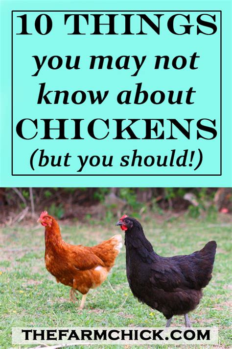 10 Things You May Not Know About Chickens