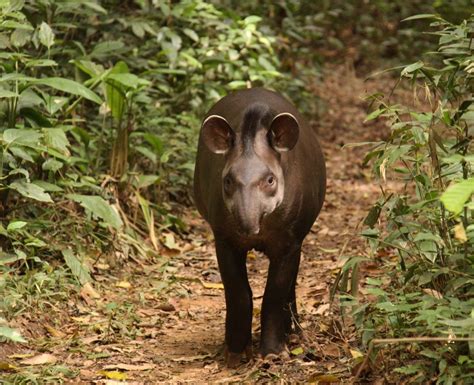 Endangered Amazon Animals And Rainforest Wildlife