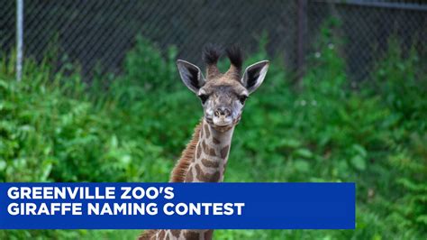 Greenville Zoo Announces Name Of New Baby Giraffe