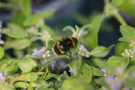 Maybe you would like to learn more about one of these? Longacres Chelmsford Garden Centre - Home | Facebook