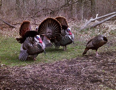 michigan s turkey population a fine example of conservation at work outdoor news