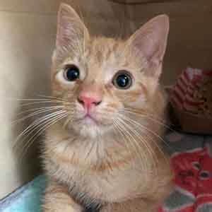 Click here to view animals for adoption at wags pet adoption. ♥ rescue me! This is Tugg. He will "tugg" on your heart - Animal ...