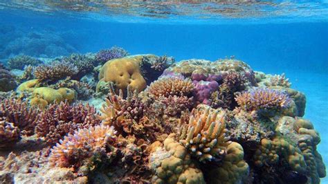 Scientists Seek Genetic Reasons For Coral Reef Survival