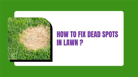 How To Fix Dead Spots In Lawn Construction How