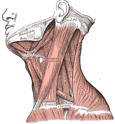 The anterior jugular vein (v. Neck Anatomy