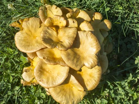 Foraging For Safe Edible Mushrooms
