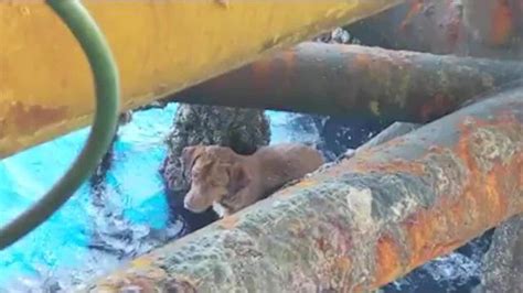 Oil Rig Crew Rescues Dog Found Swimming 135 Miles Off Thailand Story