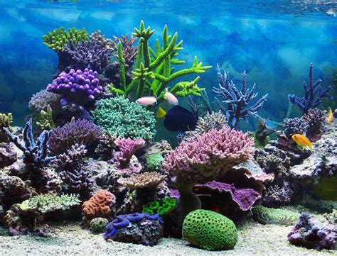 Coral colour palette coral color coral pink beach color palettes teal coral pictures colorful pictures wall pictures coral walls. Spotlight: Coral Reefs - KIDS DISCOVER