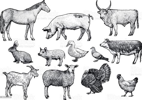 Çiftlik Hayvanı Ayarla Çizim Çizim Oyma Hat Sanatı Gerçekçi Stok Vektör