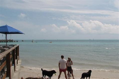 Dog Friendly Activities In Key West Fl Bringfido