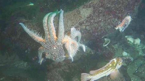 West Coast Starfish Disease Biggest Wildlife Die Off Ever Recorded