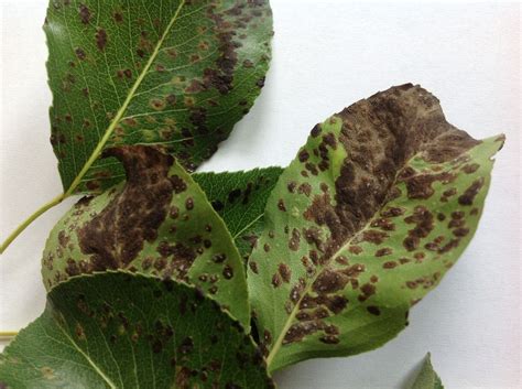 For example the cultivar bartlett. Brown Spots On Pear Tree Leaves - Budapestsightseeing.org