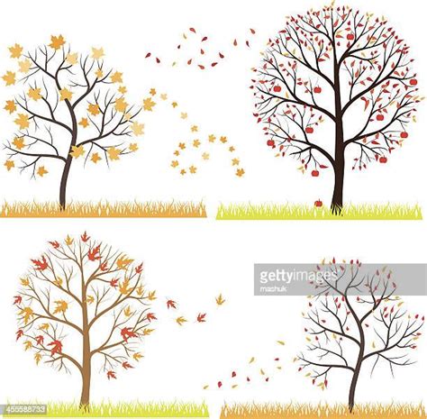 Apple Tree In Four Seasons Photos And Premium High Res Pictures Getty