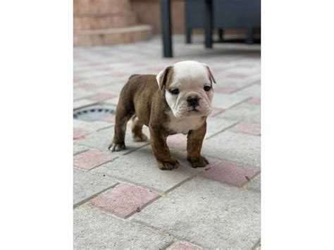6 English Bulldogs Puppies For Sale Arlington Heights Puppies For