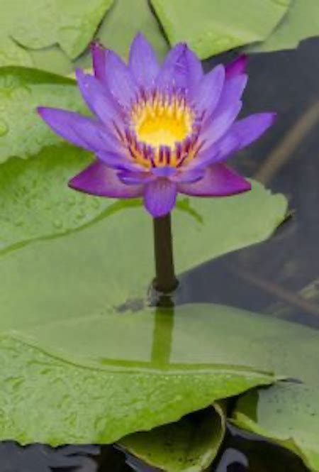 Water Lilies Plants How To Grow A Water Lilies In A Pond