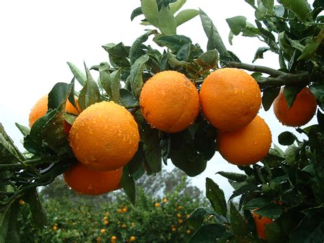 When To Fertilize Citrus Trees In Australia Is Great Newsletter